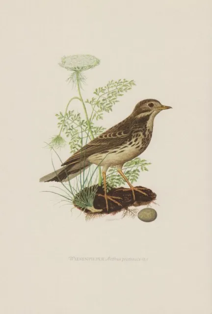 Wiesenpieper anthus pratensis Spitzlerche Singvogel Farbdruck 1953 Ornithologie