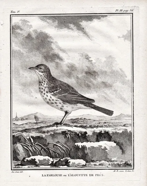 Lerchen Larks Lerche Vogel Vögel bird gravure engraving Kupferstich Buffon 1780