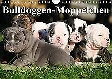 Bulldoggen-Moppelchen (Wandkalender 2021 DIN A4 quer)... | Livre | état très bon