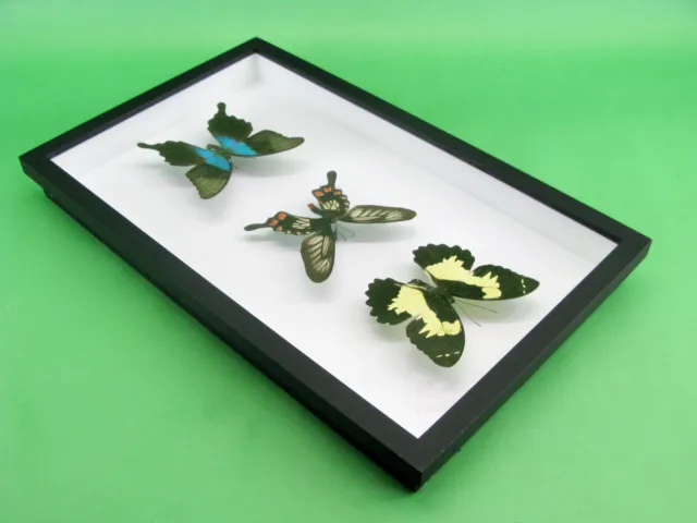 3 real beautiful and huge butterflies in the XXl showcase - single piece - 26 12