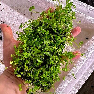 Pennywort Japan LARGE Mat -BUY2 GET 1 Aquatic Plants Hydrocotyle Carpeting Plant