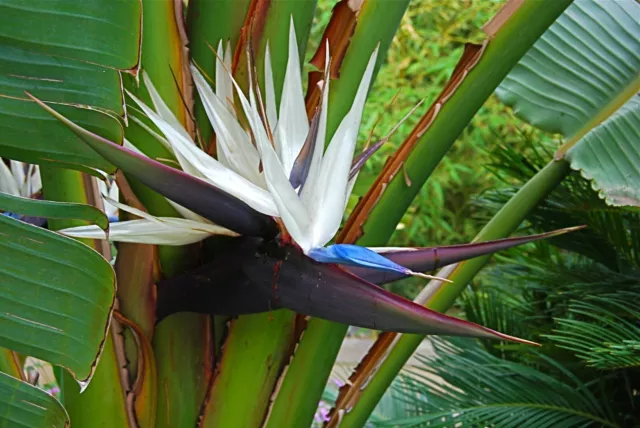 White Bird of Paradise   Strelitzia nicolai  50 Seeds