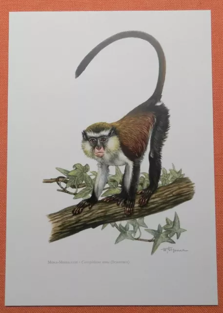 Monameerkatze  Cercopithecus mona Meerkatze Affe Primat Farbdruck 1958 Zoologie