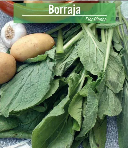 Semillas de Borraja 50 gramos horticolas plantas huerto