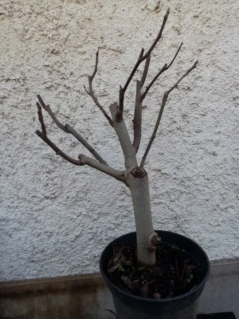 Bonsai - Pré bonsai figuier