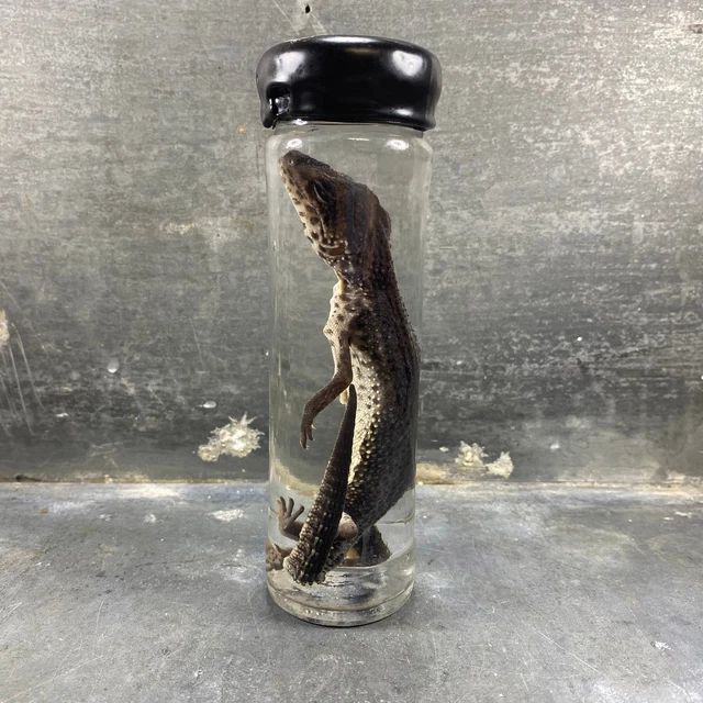 Spécimen De Reptile Naturalisé Dans L'alcool – Pièce Unique Pour Cabinet De Curiosités