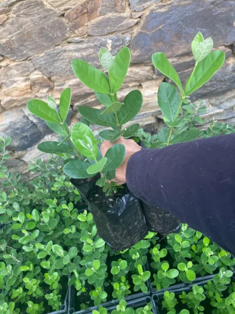 Feijoa sellowiana,  plantes de semis, 0.5l 10 à 50 plantes de l'année