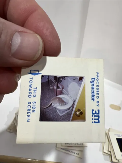 35mm Slides 1960’s Wedding, Beach Lake, Navy Seaman, Cat Drinking Toilet, Car 79