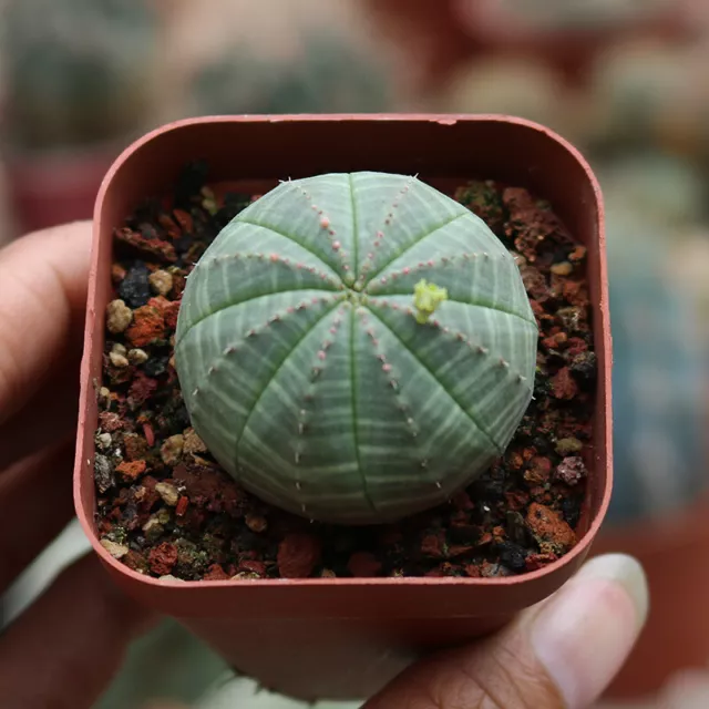 3CM Euphorbia Obesa Astrophytum Succulent cactus Live Plant Cactaceae Beautiful