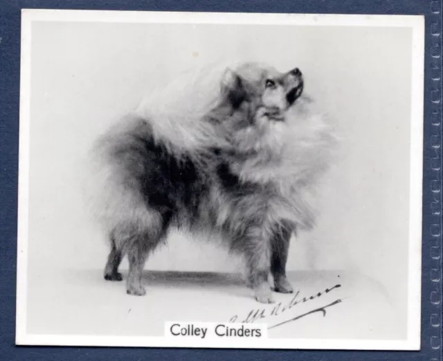 POMERANIAN - Original CHAMPION DOGS 1930's Photographic Cigarette Card
