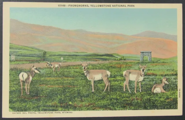 Pronghorns Antelope Yellowstone National Park Vintage Linen Postcard