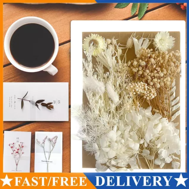 Dried Pressed Flowers for Resin Molds A5 Natural Dry Flowers DIY Candle (F) AU