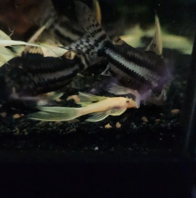 (3)L144-Blue Eye Lemon Longfin Bristlenose Pleco 1"+ 8