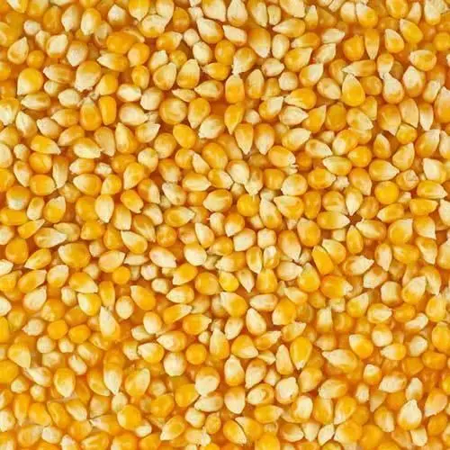Australian Grown Popcorn Raw  25 Kg, Caters Bulk Buy, Pick Up Or Freight