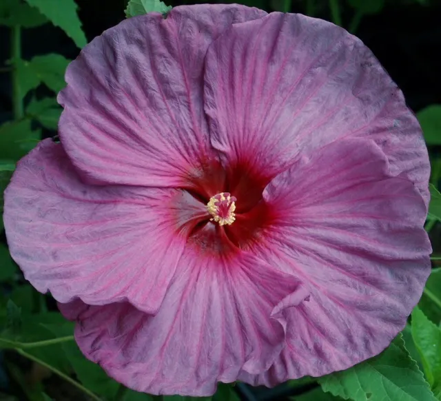 BERRYLICIOUS Hardy Hibiscus -- Plant in 4.5" pot