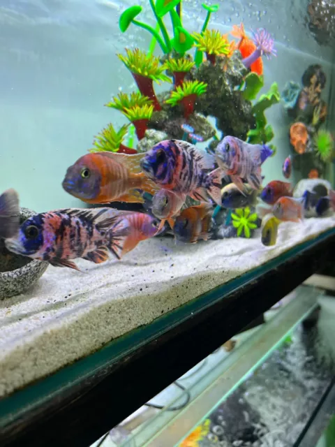 Four  Large Assorted Peacock Cichlids 8-10 Cm Absolutely Stunning 🔥 🔥 🔥
