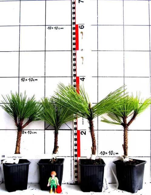 Pinus jeffrey  "Joppi"  -   seltene Zwergform der Jeffrey´s Kiefer