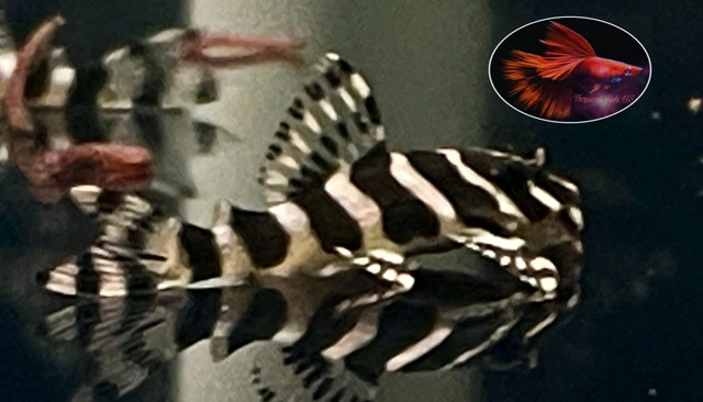 1 Pleco L134 ( Size 3+ Cm)  - Fancy Leopard Frog Pleco - High Quality Live Fish 3
