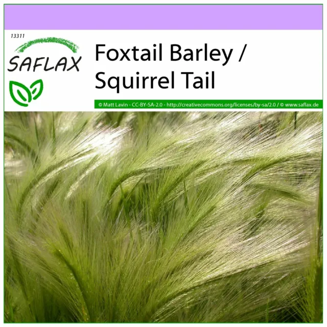 SAFLAX  - Foxtail Barley / Squirrel Tail - 70 seeds - Hordeum