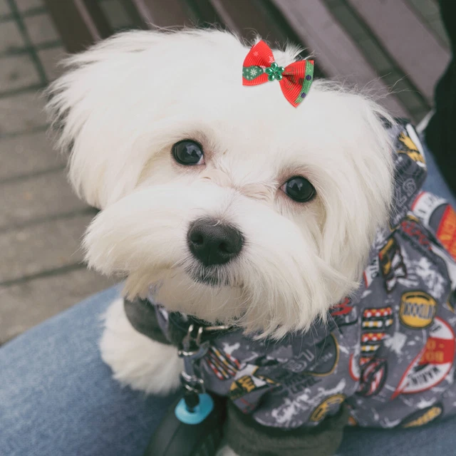 100 piezas arcos de pelo de Navidad cuidado cachorro arcos con bandas elásticas gatos corbatio pelo