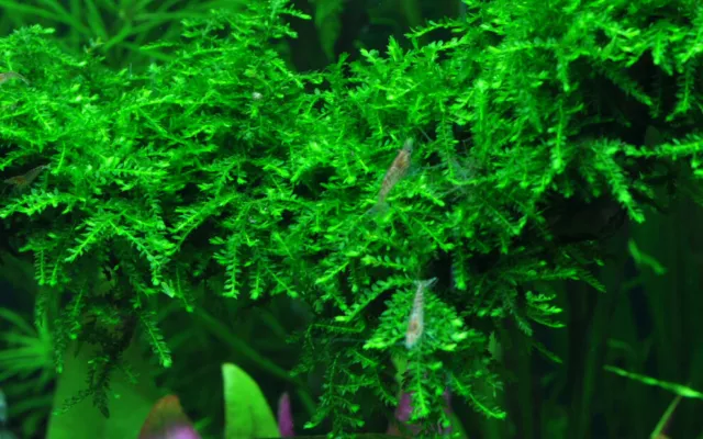 Aquarium Plante Dans Vitro 2x Mousse Vesicularia Ferriei 'Weeping' Noël 003B T