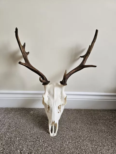 Fallow Buck Deer Skull Taxidermy Antlers