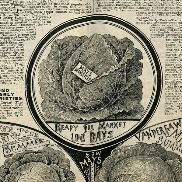 Scarce Vintage 1892 L.L. May Northern Grown Seeds Plants Catalog pages 33-48