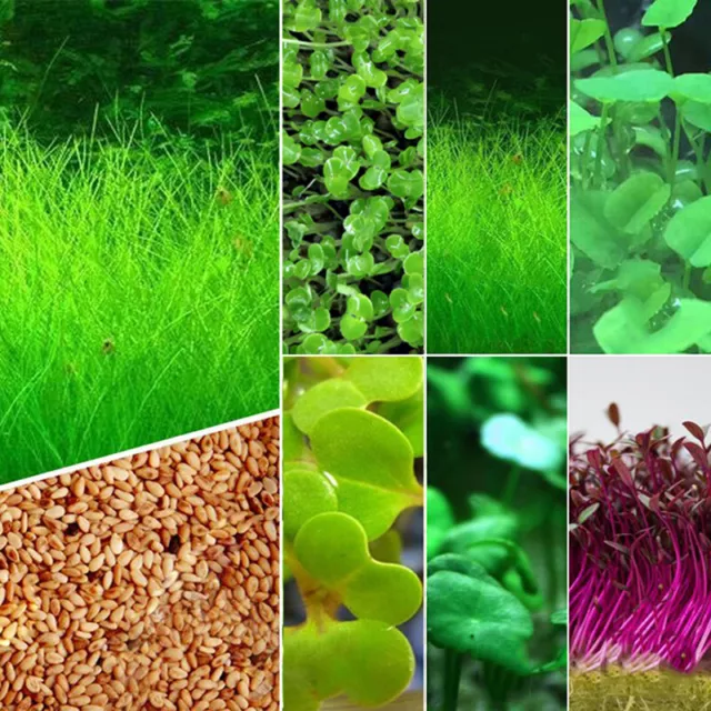 Aquarium Plant Seeds Fish Tank Aquatic Water Grass Foreground Easy Plants~