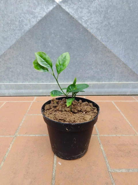 Pianta Di Limone Citrus Limon - Alberello 1/2 Anni, Altezza 130/150 Cm In Fitocella - Foto 10