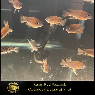 Rubin Red Peacock - Aulonocara stuartgranti - Live Fish (1.75" - 2")