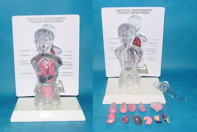 Modelo transparente de anatomía del torso humano ensamblado 13 partes 4D busto cabeza corporal femenina 3