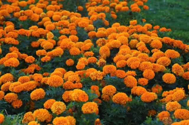 Semillas Tagetes Patula Multicolor