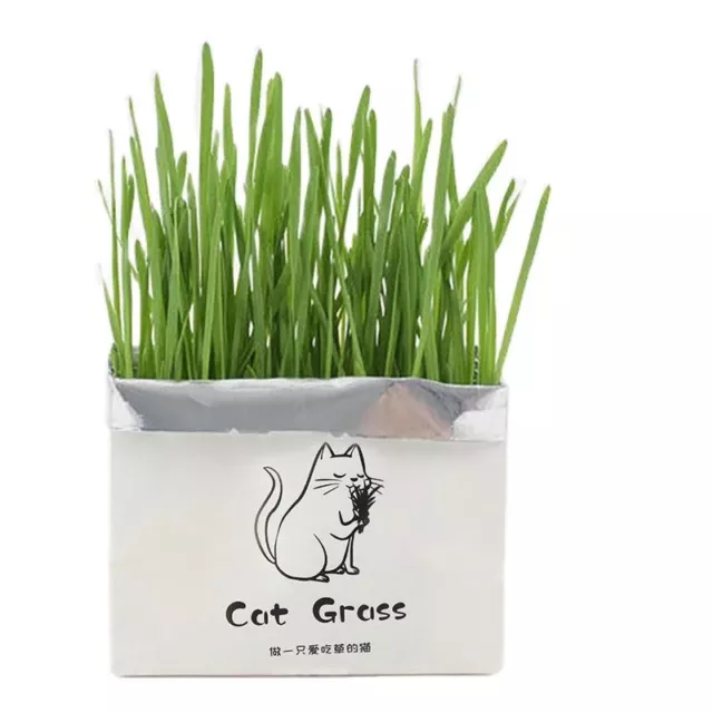 Soilless Organic Catgrass Cat Grass Snack Growing Kit Cat Grass Planting BP2 G❤D
