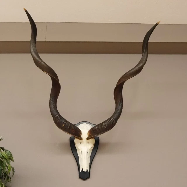 Antílope Kudu Trofeo de Calavera Cráneo África HL128 CM Decoración En Placa 2