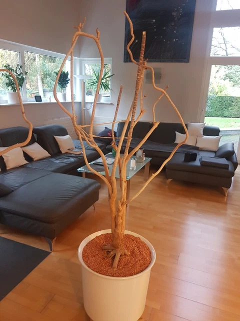 Vogel, Sittich, Papagei, Freisitz, Kletterbaum, Sittichspielzeug, Kletteräste