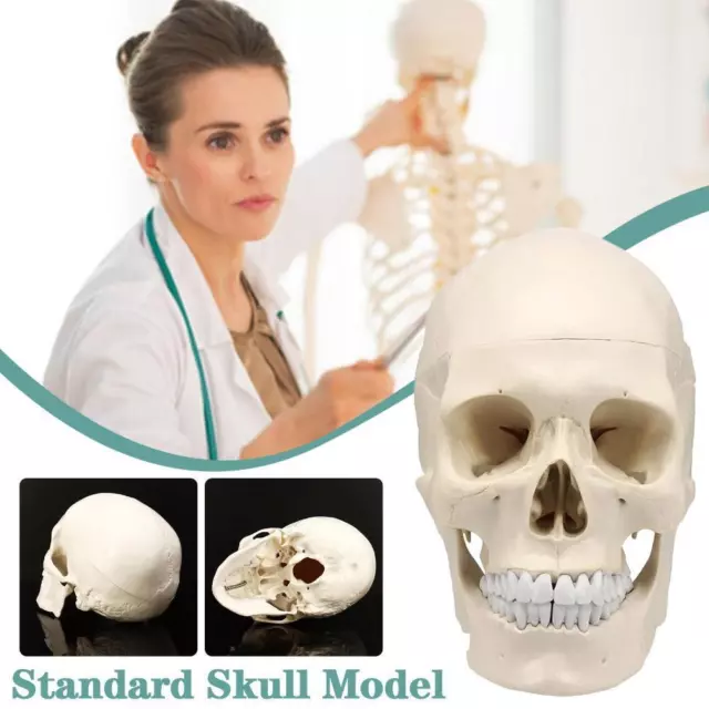 Life Size Human Anatomical Anatomy Resin Head Bone Skull Teaching Model R2W νж