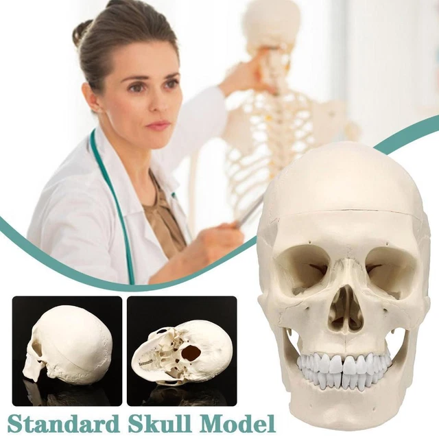 LIFE SIZE HUMAN Anatomical Anatomy Resin Head Bone Skull Teaching Model ...