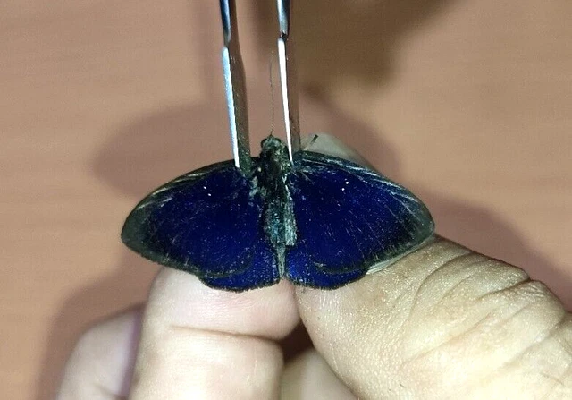 LEPIDOPTERA RIODINIDAE Riodininae specie      N°A231    FROM Loreto Region PERU