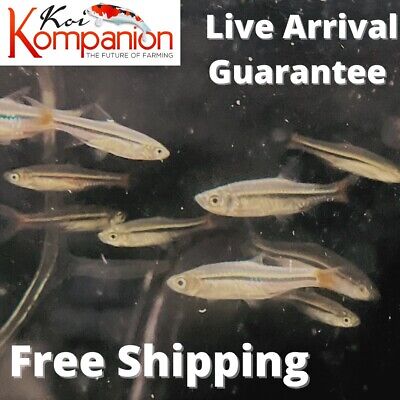5/10/20X Brilliant Rasbora Freshwater Fish Koi Kompanion Free Shipping