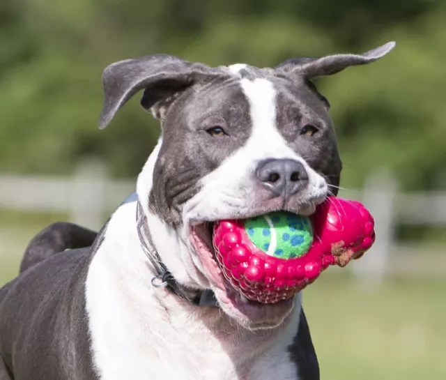 KONG Tennis Pals For Dogs in Two Sizes and Three Designs - Hot New Toy From Kong 2