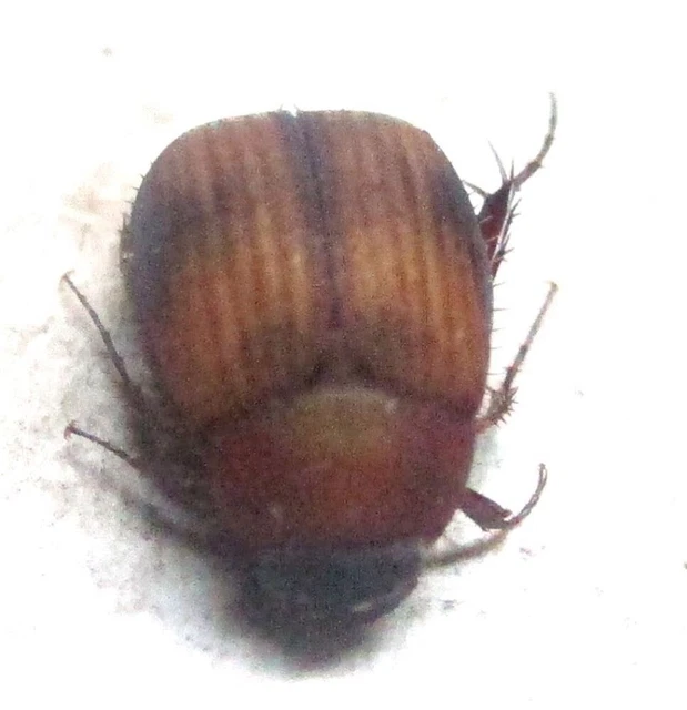 M007 PA : Sericinae species? 5mm*********************************