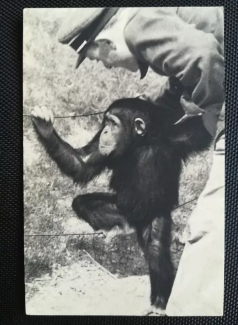 CPA (75) - Bois de Vincennes Paris Zoological Park - A Chimpanzee