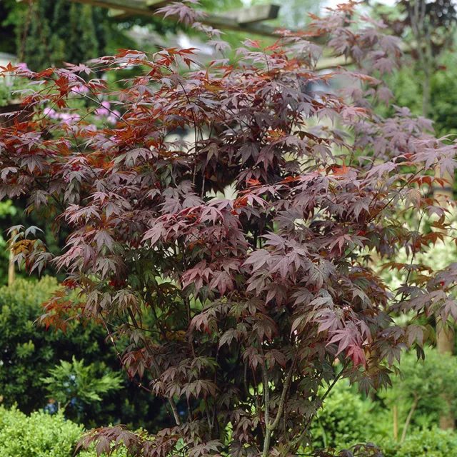 Japanese Maple Acer Trees Shrubs 3 Established Plant Varieties in 10.5cm Pots