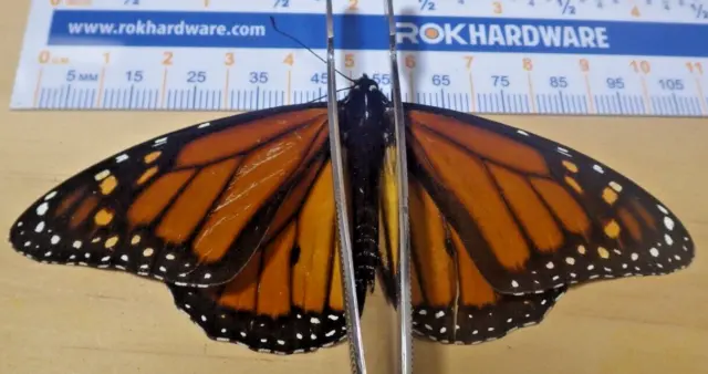 Monarch Butterfly Danaus plexippus Nymphalidae Lepidoptera Southeast Texas K26
