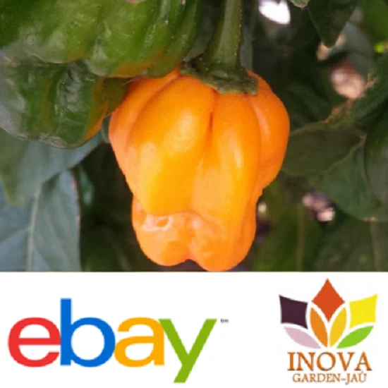 Seeds Scotch Bonnet Pepper - 80 seeds fresh
