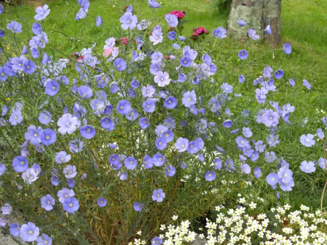 Linum Perenne - Flachs - Appx 1300 Samen - Staude