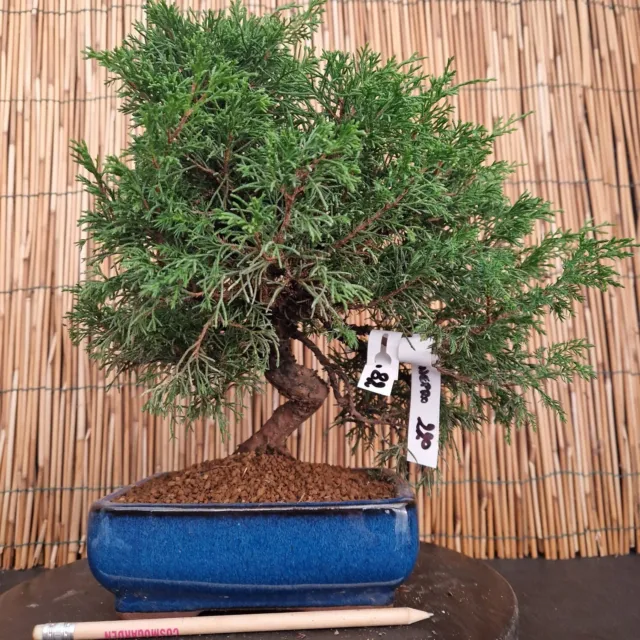 Bonsai di Ginepro Itoigawaj h 32cm Visita il mio negozio!