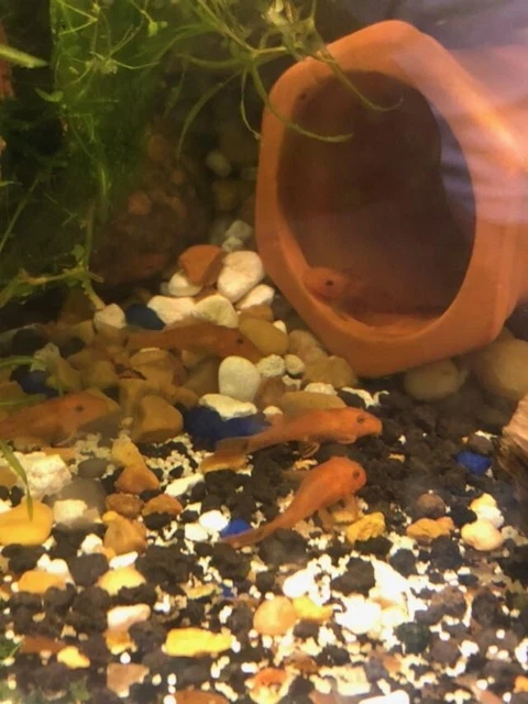 Super Red Bristlenose pleco 1 ,1+ inches |Tank Bred| 2 day shipping  3