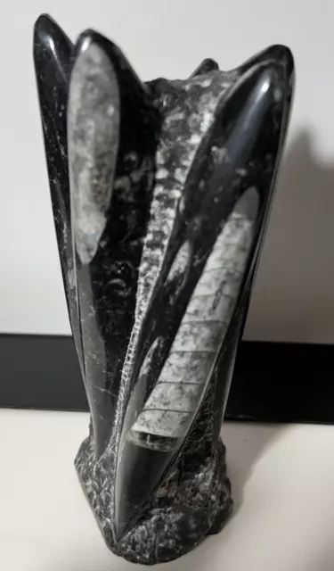 Orthoceras Cephalopod Fossil Free Form Tower! 8 Inches Tall And 1390g!