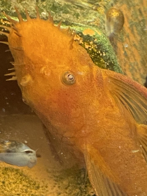 Super Red Pleco (Ancistrus sp.) Bushynose Pleco
